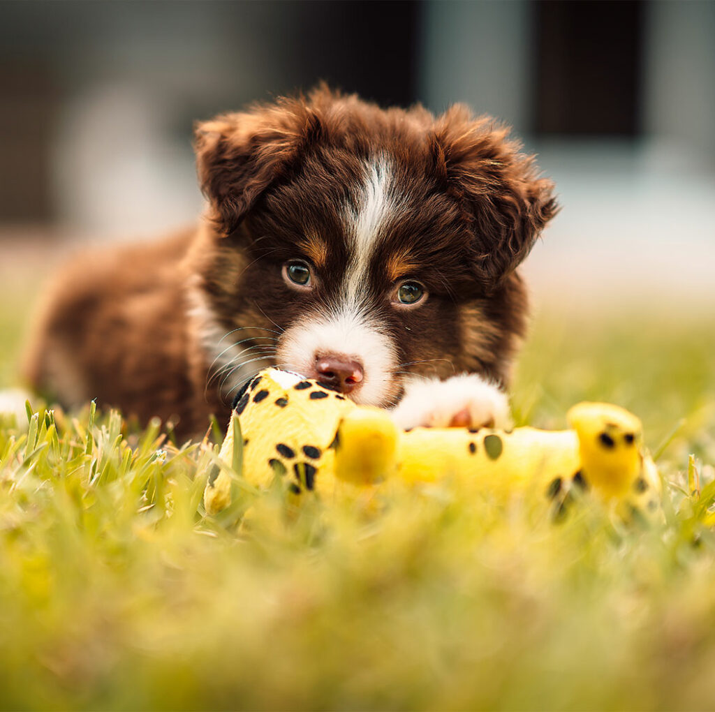 New Puppy Tips: Obedience, Common Behaviors and House Training