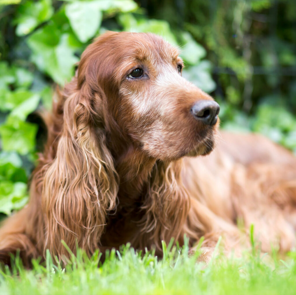 Common Senior Dog Behaviors