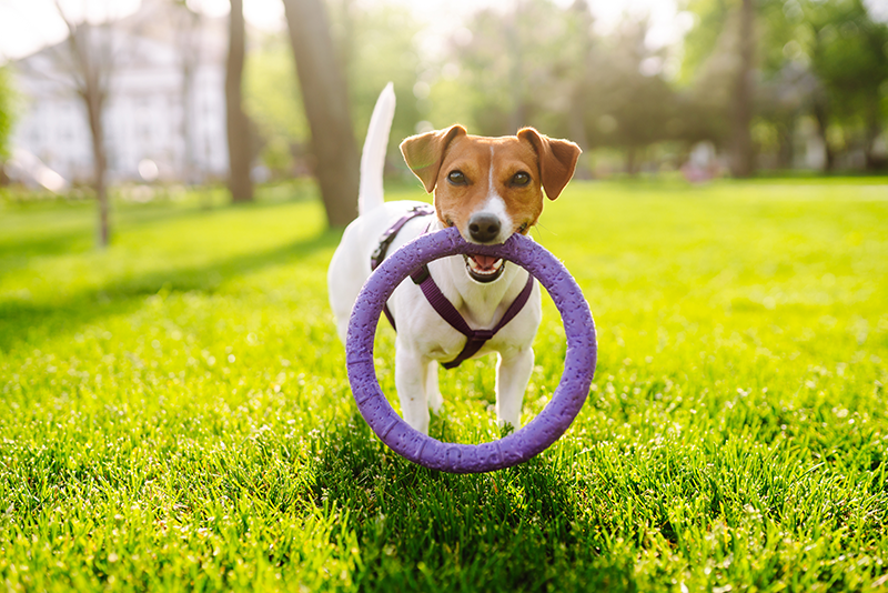 Beyond Fetch: Exploring the World of Dog Enrichment