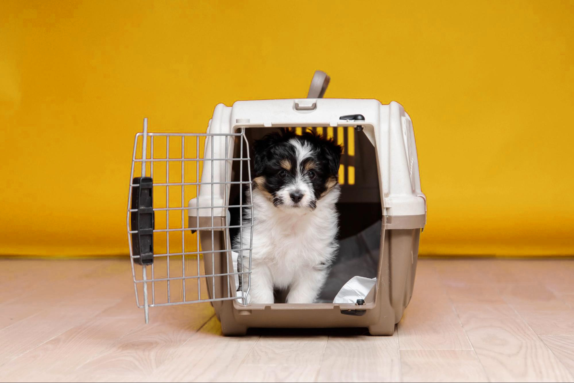 Crate Training Your New Puppy: Tips and Benefits